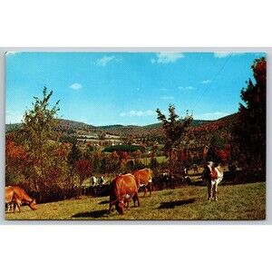Postcard Vermont Cows Cattle Grazing in Green Mountain State Fall Autumn c1970s